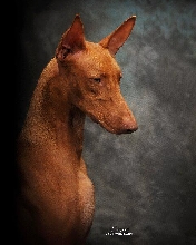 Romeo Head Shot