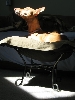 Sun Femi