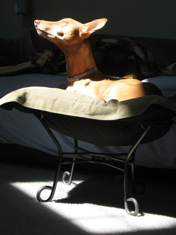 Sun Femi