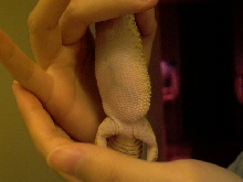Gravid or not?