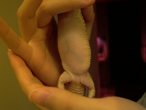 Gravid or not?