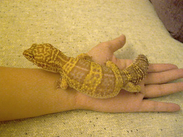 too fat?