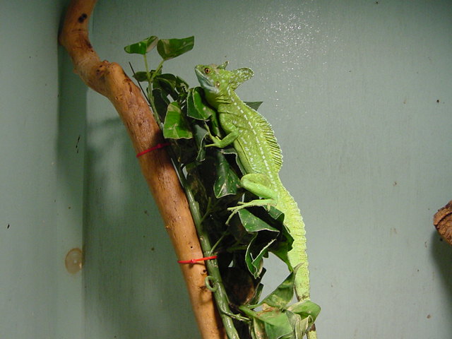 Male Basilisk
