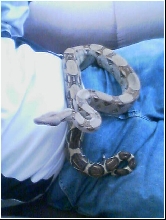 BOA