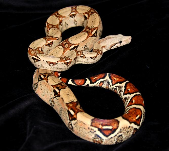 Whole body black background