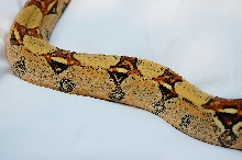 Side white background