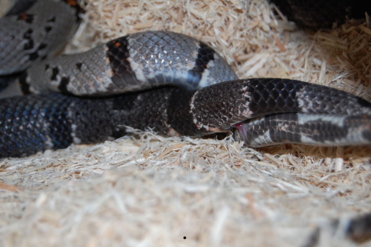 snake porn