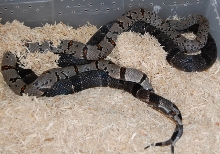 snake porn