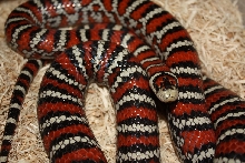 Knoblochi Close up