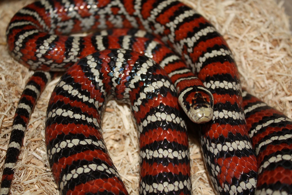 Knoblochi Close up