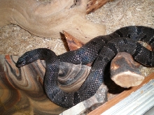 River Rd female