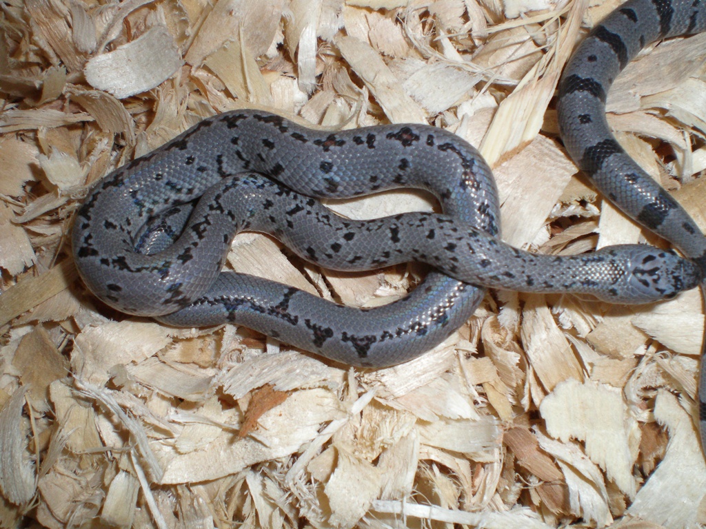 Hatchling RR