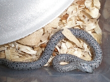 River rd speckled hatchling