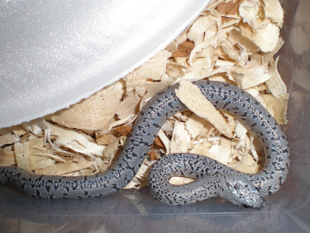River rd speckled hatchling