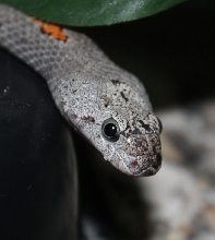 Gray Banded Kingsnake head close up