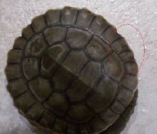 Black spots on shell