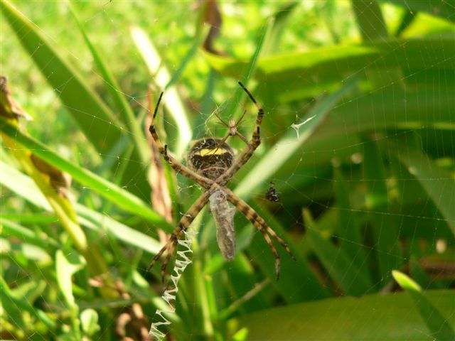 Unknown spider