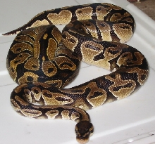 01 male and 02 female