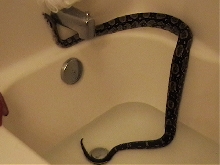 bath time