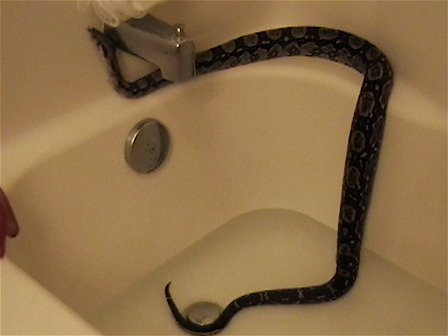 bath time