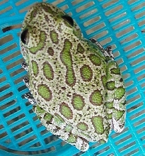 Barking Tree Frog