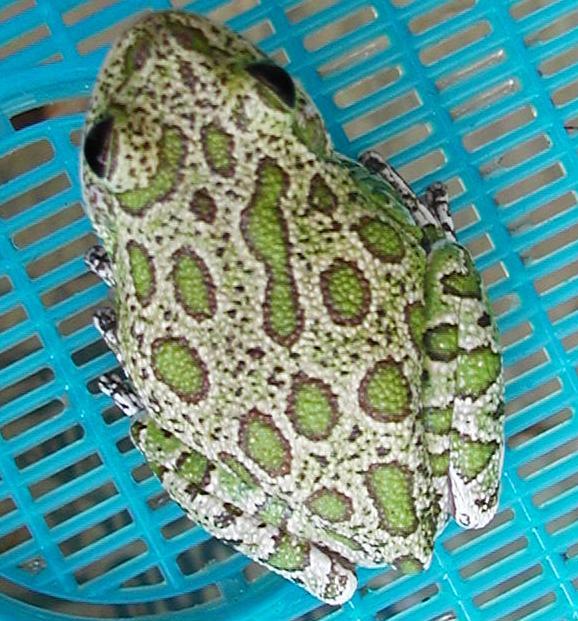 Barking Tree Frog