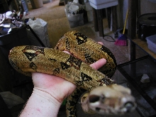 Guyana boa male