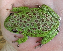 Barking Tree Frog