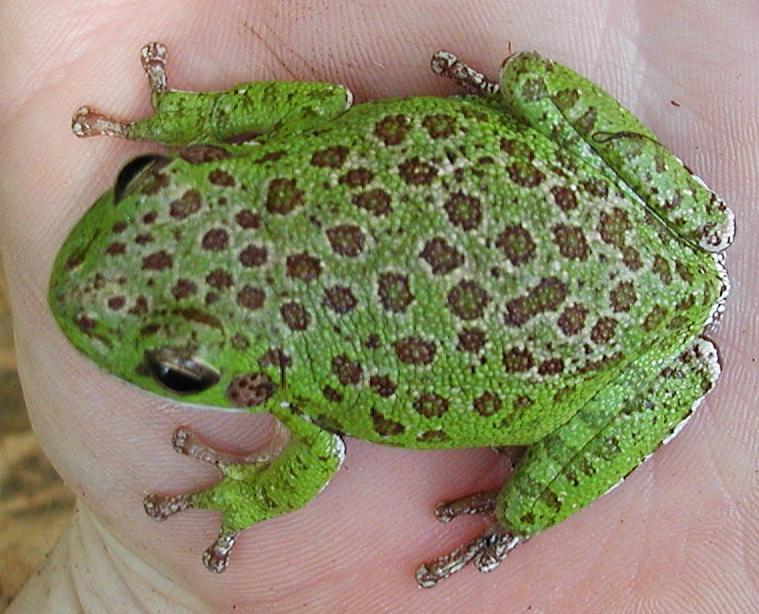 Barking Tree Frog
