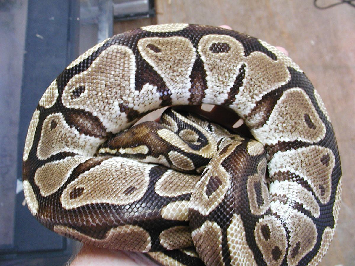 Female Ball