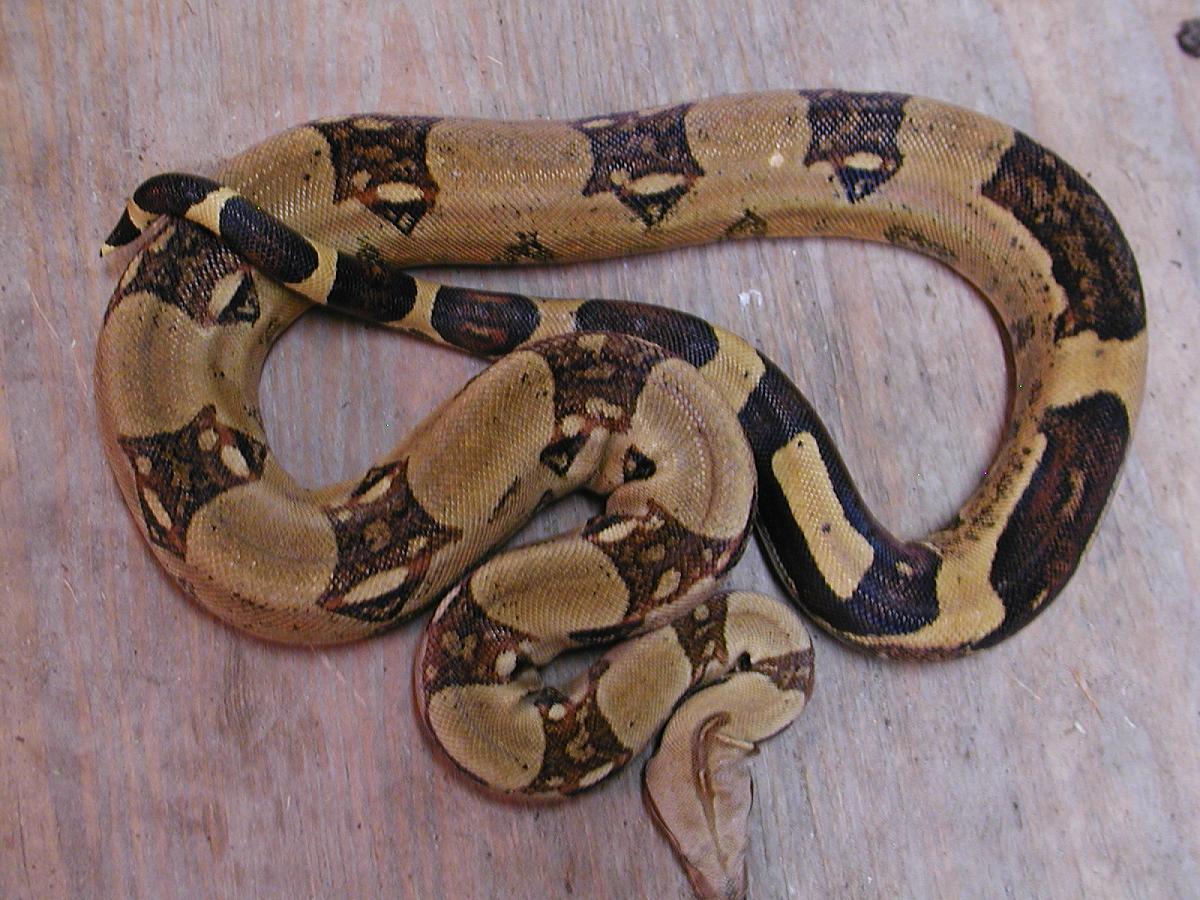 Guyana Boa
