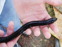 Amphiuma