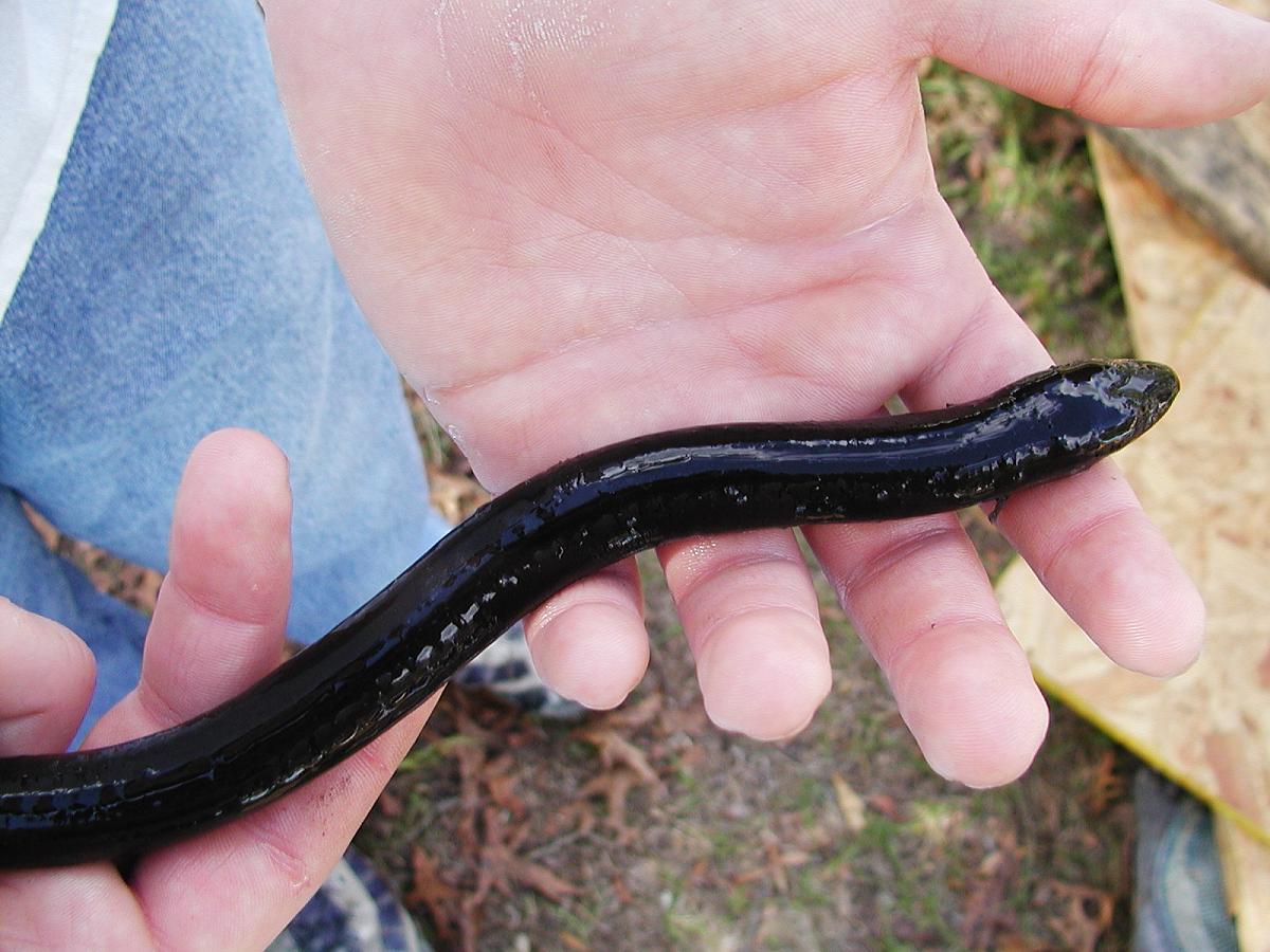 Amphiuma