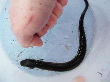 Greater Siren