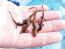 peninsular newts