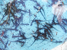 Many peninsula Newts