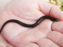 Slender Dwarf Siren
