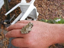 Grey Tree Frog