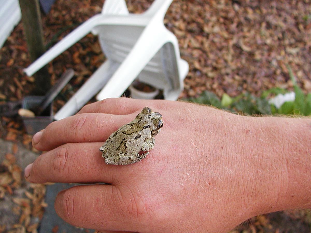 Grey Tree Frog