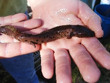 Gulf Coast Waterdog