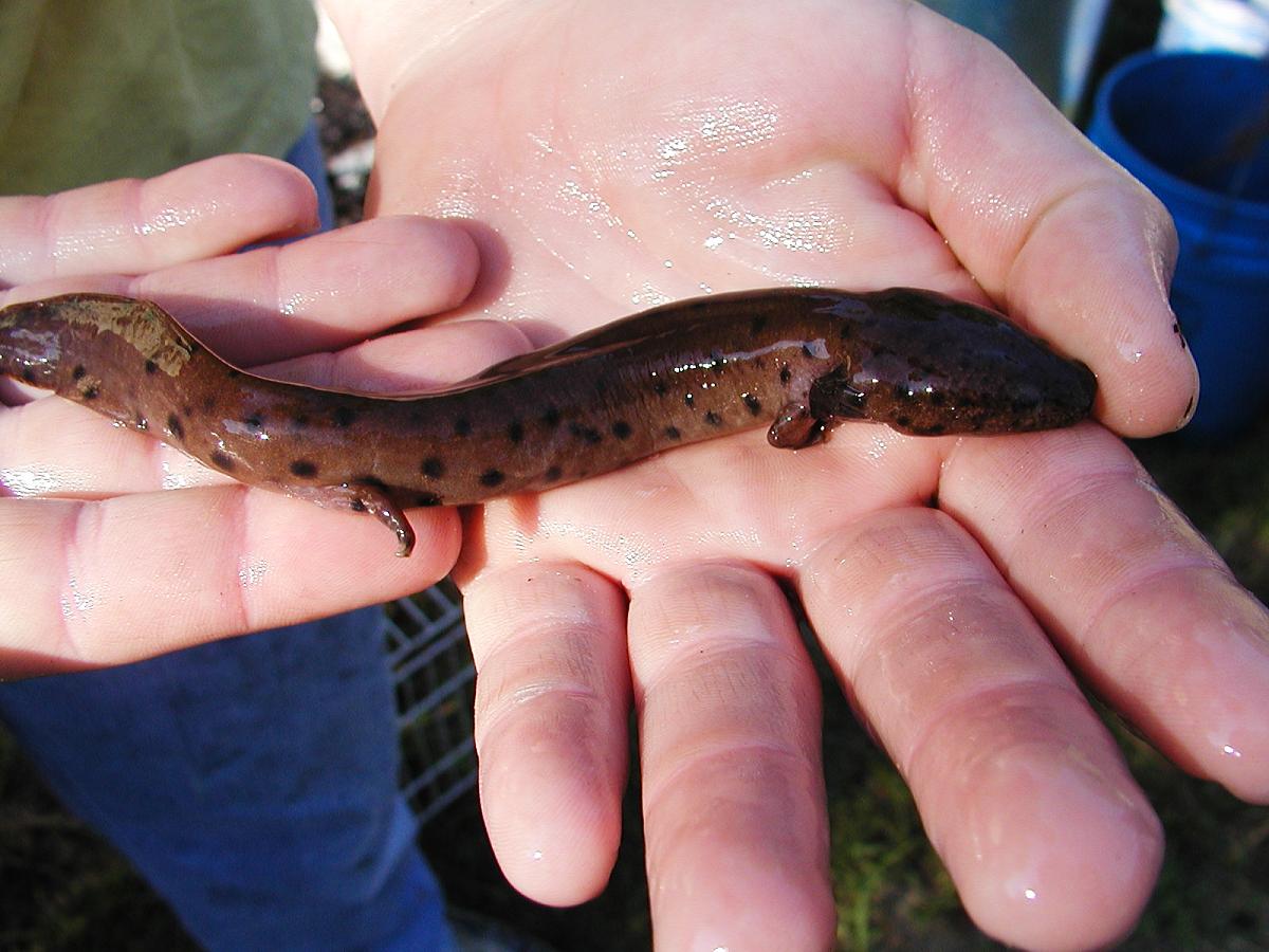 Gulf Coast Waterdog