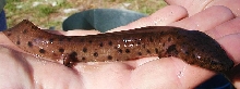 Gulf Coast Waterdog