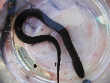 Amphiuma pholeter