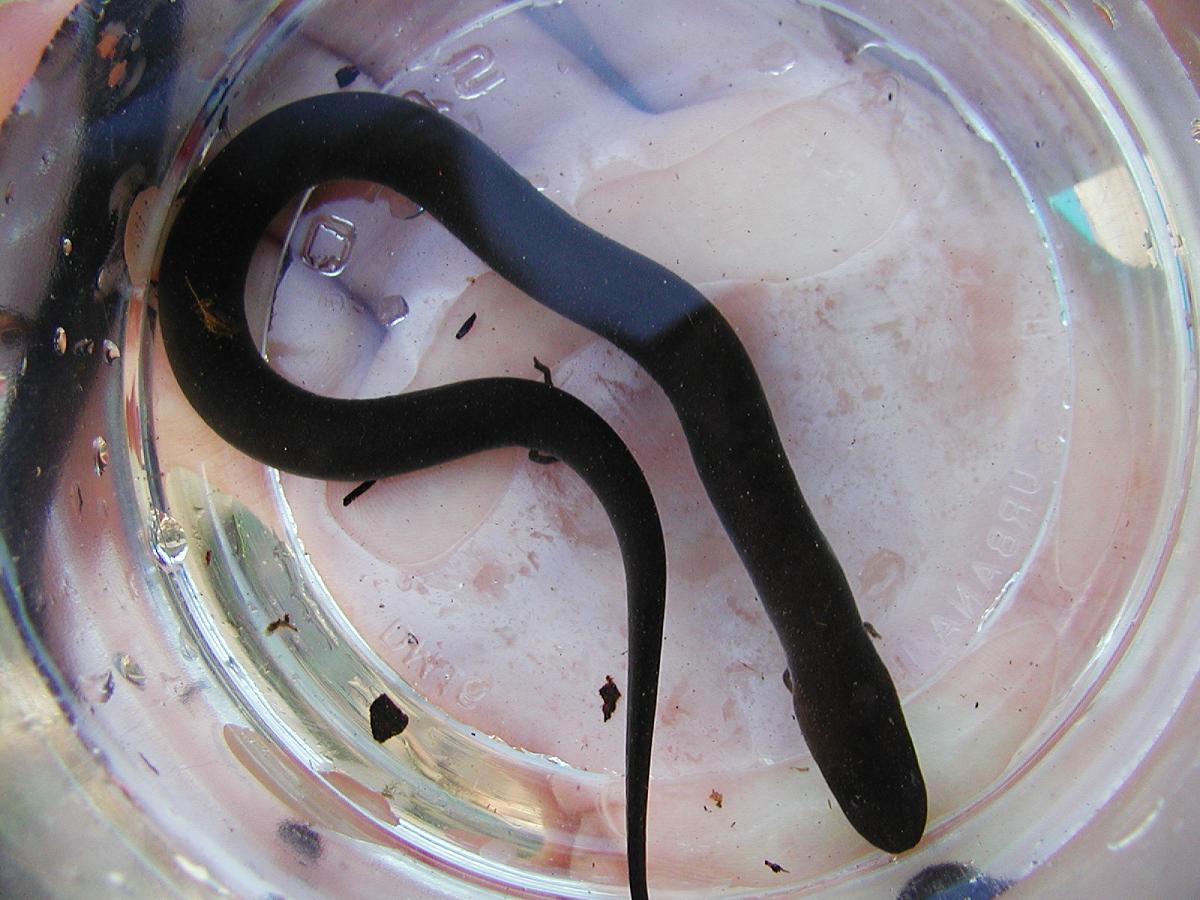 Amphiuma pholeter