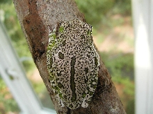 Barking Tree Frog