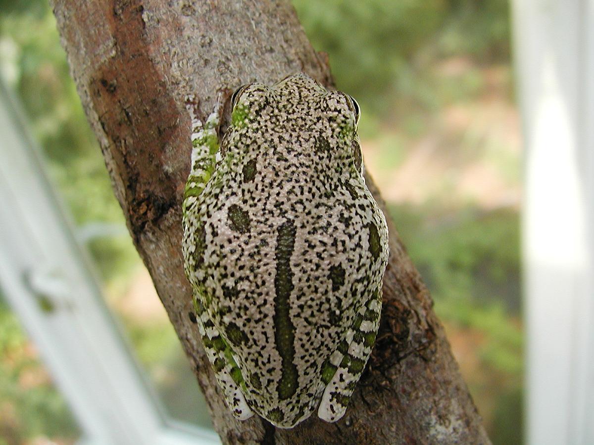 Barking Tree Frog