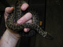 Childrens Python