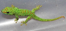 Hatchling Phelsuma m. grandis