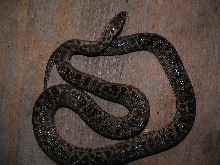 Childrens Python