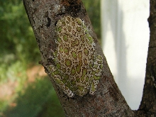 Barking Tree Frog
